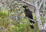 Yellow-tailed Black-Cockatooborder=